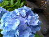 DSC_1486.JPG
